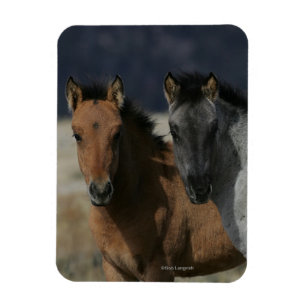 MustangfölHeadshot Magnet