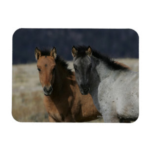 MustangfölHeadshot Magnet