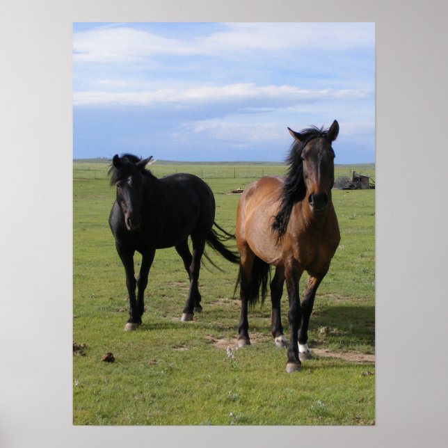 Mustangs Poster (Framsidan)