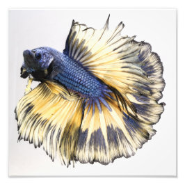Mustard Gas Halfmoon Betta Fototryck