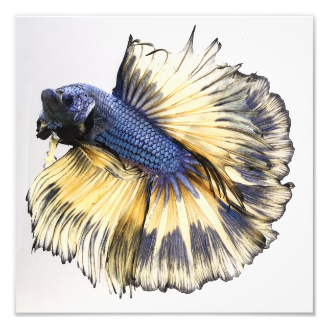 Mustard Gas Halfmoon Betta Fototryck (Framsidan)