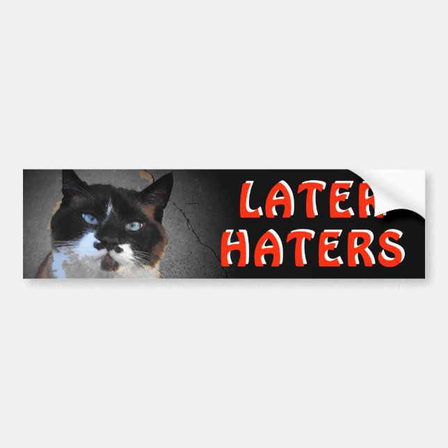 Mustasch Katt Meme Säger Sen Haters Bildekal (Framsidan)