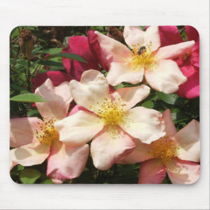 Mutabilis steg musmatta
