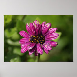 Mutant Osteospermum / Dimorphotheca Poster