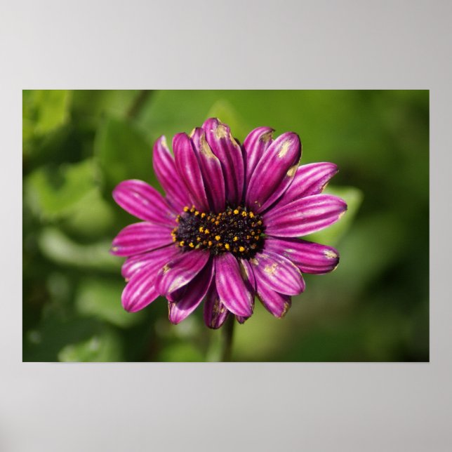 Mutant Osteospermum / Dimorphotheca Poster (Framsidan)