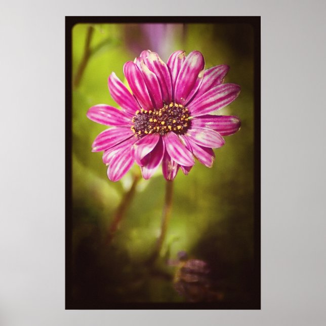 Mutant Osteospermum / Dimorphotheca v.2 Poster (Framsidan)