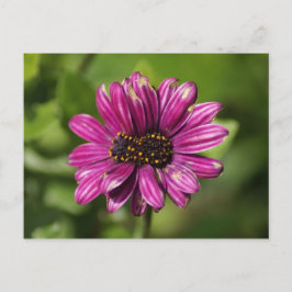 Mutant Osteospermum / Dimorphotheca Vykort