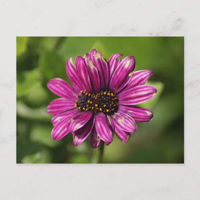 Mutant Osteospermum / Dimorphotheca Vykort (Framsida)