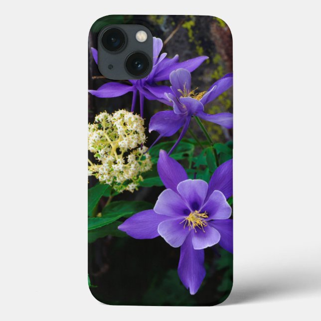 Mutanta akvilejavildblommor (Baksida)