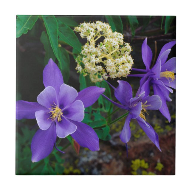 Mutanta akvilejavildblommor kakelplatta (Framsidan)