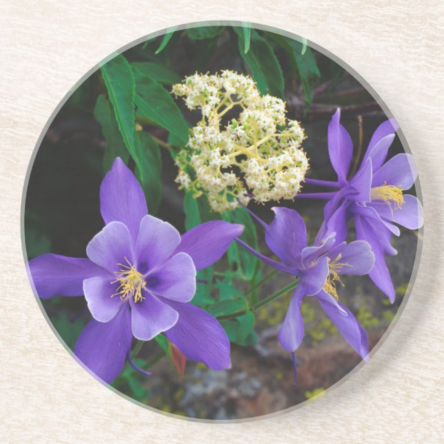 Mutanta akvilejavildblommor underlägg (Framsidan)