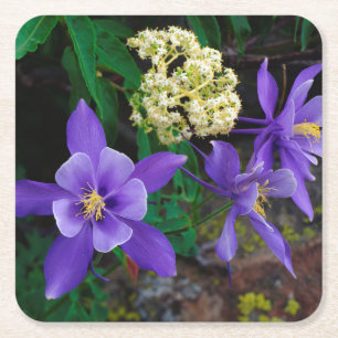 Mutanta akvilejavildblommor underlägg papper kvadrat