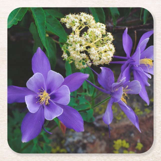 Mutanta akvilejavildblommor underlägg papper kvadrat (Framsidan)