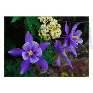 Mutanta akvilejor vildblommor hälsningskort