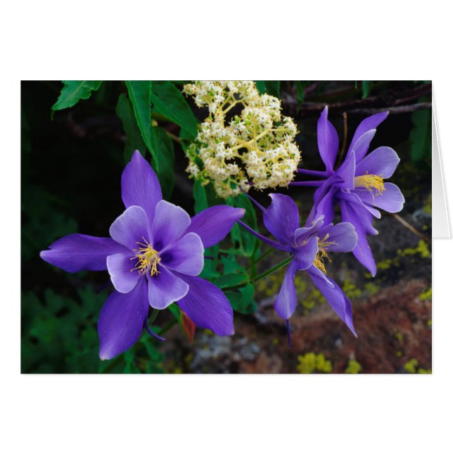 Mutanta akvilejor vildblommor hälsningskort (Framsidan Horizontal)