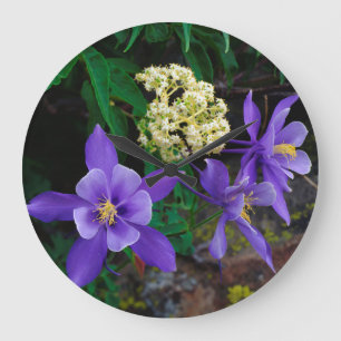 Mutanta akvilejor vildblommor stor klocka