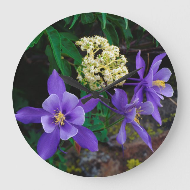 Mutanta akvilejor vildblommor stor klocka (Framsida)
