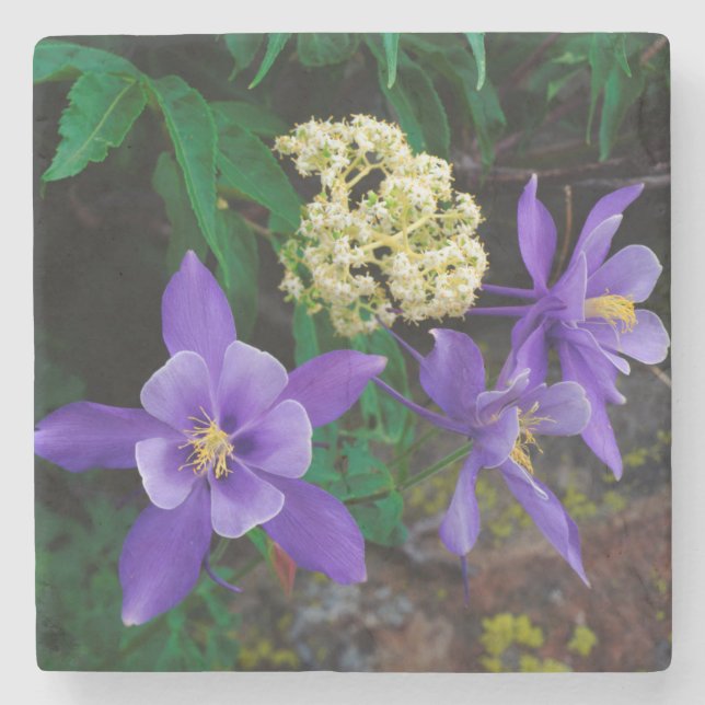 Mutanta akvilejor vildblommor underlägg sten (Framsidan)