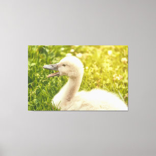 Mute Svan Cygnet Canvastryck