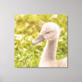 Mute Svan Cygnet Canvastryck