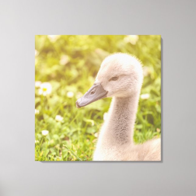 Mute Svan Cygnet Canvastryck (Framsida)