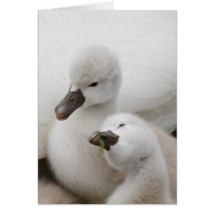 Mute Svan Cygnet Hälsningskort