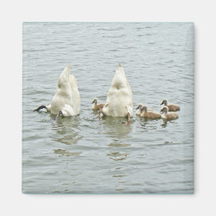 Mute Svan Famly Magnet