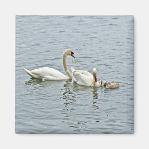 Mute Svan Famly Magnet