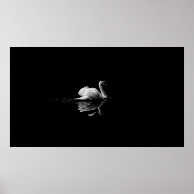 MUTE SVAN I LÅGLJUSFOTOGRAFI POSTER (Framsidan)