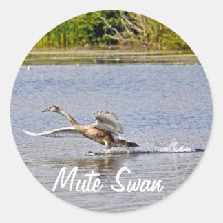 Mute Svan Wildlife Waterfowl Photo Runt Klistermärke