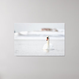 Mute svanar simmar i is vatten canvastryck