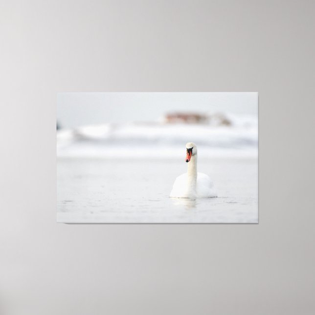 Mute svanar simmar i is vatten canvastryck (Framsida)