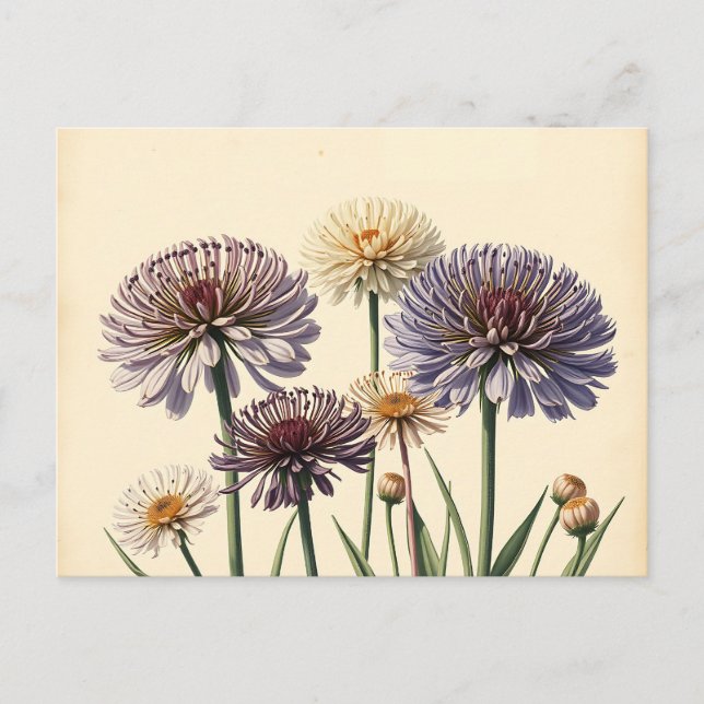 Muterade Allium Flowers på Åldras Papper Vykort (Framsida)