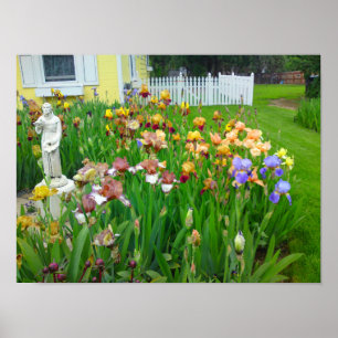 Mutil Färgad Iris Flower Poster