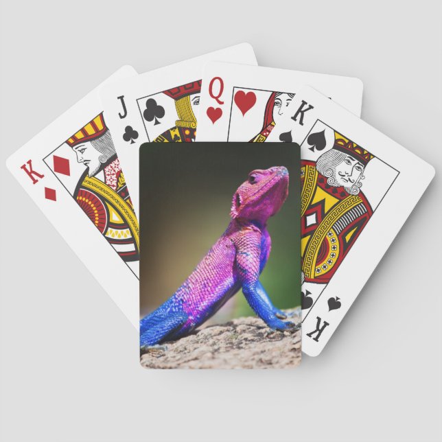 Mwanza denhövdade agamaen på sten casinokort (Baksidan)