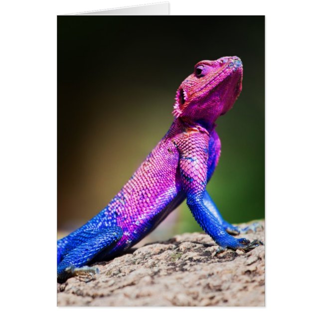 Mwanza Flat-head Agama på sten Hälsningskort (Framsidan)