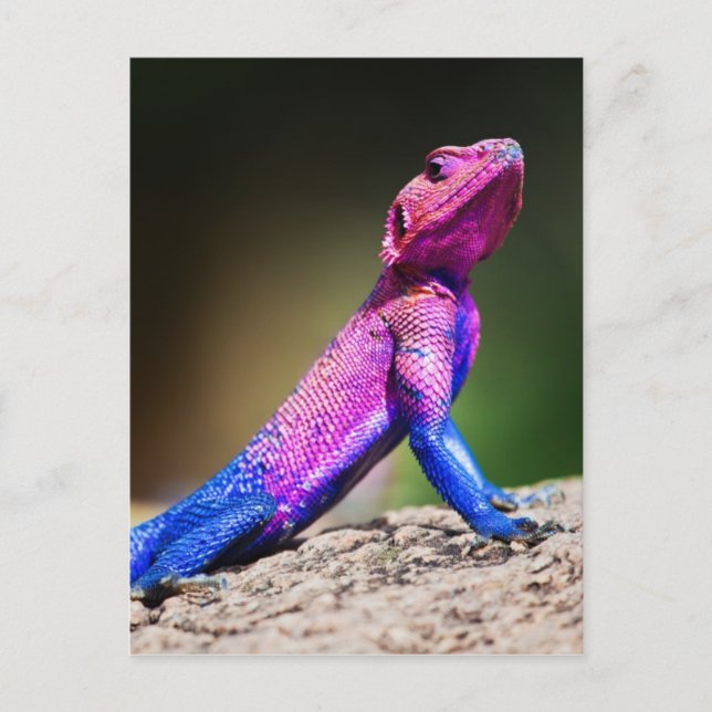 Mwanza Flat-head Agama på sten Vykort (Framsida)