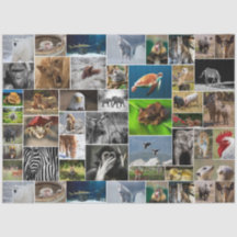 "My Animal Vild Animal Tissue Paper"