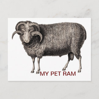 MY PET RAM VYKORT