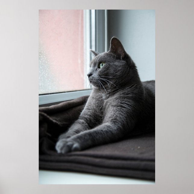 MY SWEETHEART ROUTER  RESCUED KITTEN POSTER (Framsidan)