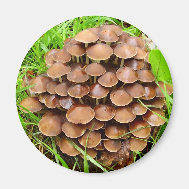 Mycena inclinata Mushroom Magnet (Framsidan)