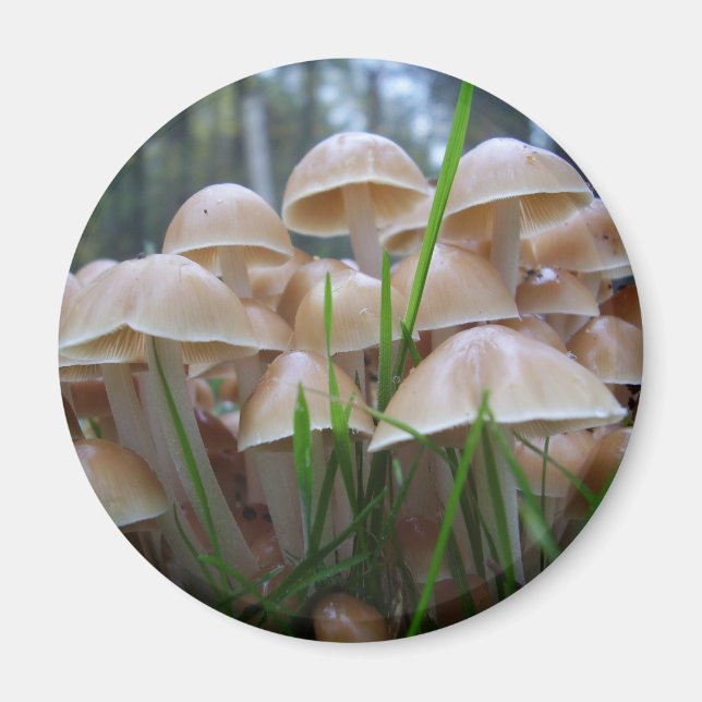 Mycena inclinata Mushroom Magnet (Framsidan)