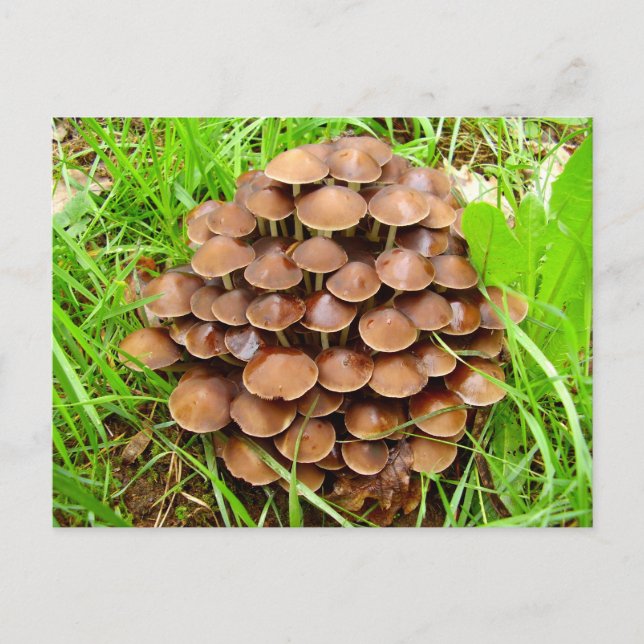 Mycena inclinata Mushroom vykort (Framsida)