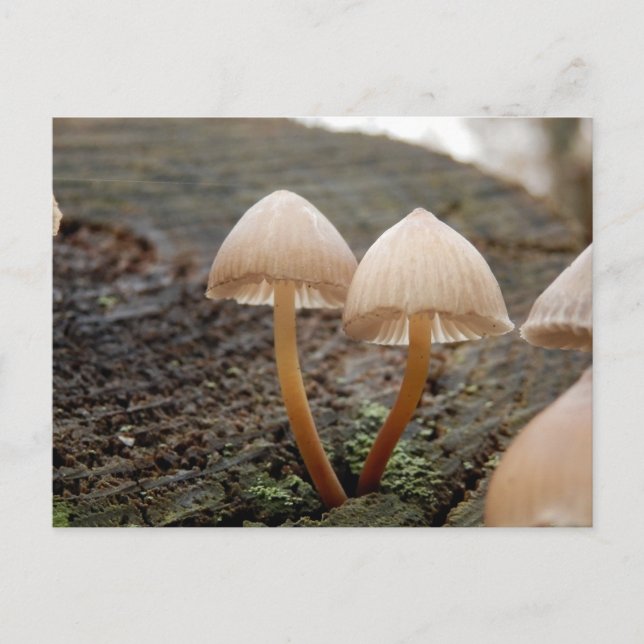 Mycena inclinata Mushroom vykort (Framsida)