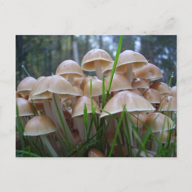 Mycena inclinata Svamp Postkort Vykort (Framsida)