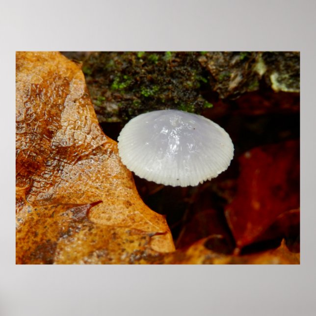 Mycena stylobates Mushroom Poster (Framsidan)