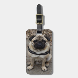 Mycket allvarlig pug bagagebricka