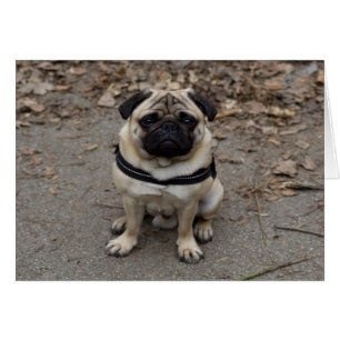 Mycket allvarlig pug OBS kort