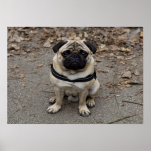 Mycket allvarlig pug poster