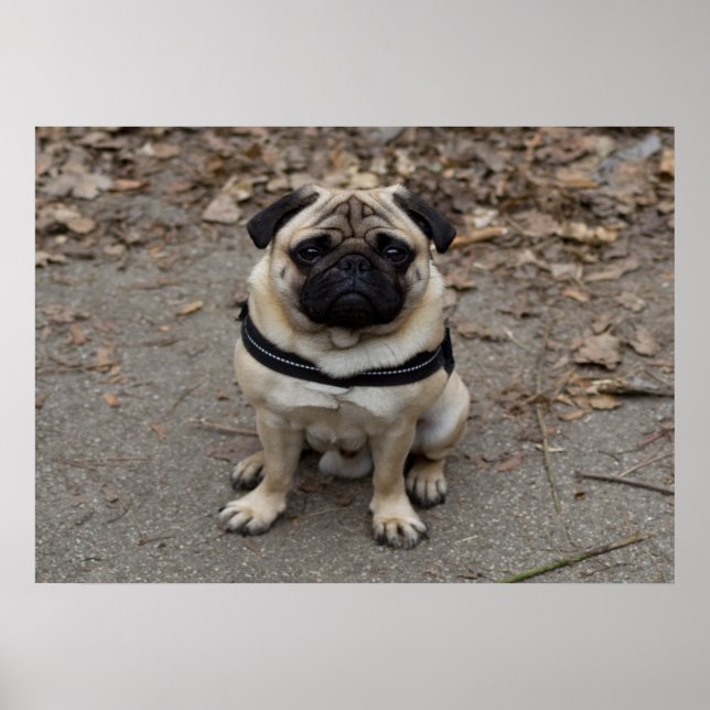 Mycket allvarlig pug poster (Framsidan)